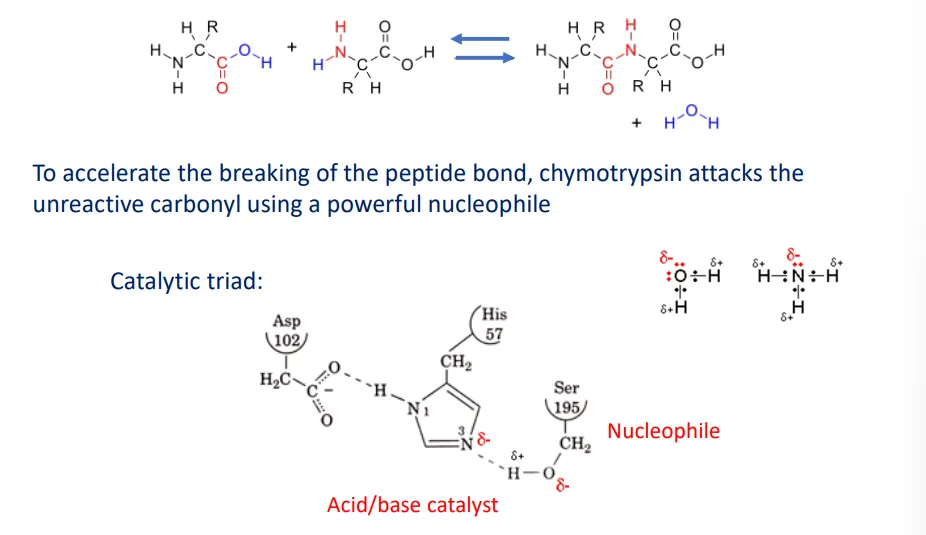 <ul><li><p><strong>chymotrypsin</strong>, a <strong>serine protease</strong>, catalyses the <strong>hydrolysis </strong>of peptide bonds</p></li><li><p>this is done by <strong>activating a nucleophile</strong> to make it more powerful- because the nucleophile has ‘excess’ electrons it has a propensity to form new covalent bonds with the electrophile</p></li><li><p>the catalytic triad is made up of <strong>aspartate, histidine and serine</strong></p><ul><li><p>the aspartate (acidic) is hydrogen bonded to the histidine (base) to position the histidine side chain correctly, which deprotonates and activates the serine nucleophile</p></li></ul></li></ul><p></p><ul><li><p>the activated <strong>nucleophile</strong> <strong>attacks </strong>the <strong>carbonyl </strong>in the peptide bond (producing a covalent bond) to form an <strong>intermediate</strong> (transition state)</p></li><li><p>this negative charge buildup is stabilised by an <strong>oxyanion hole </strong>(the amide groups in the backbones of glycine and serine residues)</p></li><li><p>the peptide bond breaks, but one half is still covalently bound to the enzyme as an <strong>intermediate</strong></p></li><li><p>a <strong>water molecule attacks </strong>the <strong>carbonyl</strong>, forming a new <strong>intermediate </strong>which collapses to release the second product from the enzyme</p></li></ul><p></p>