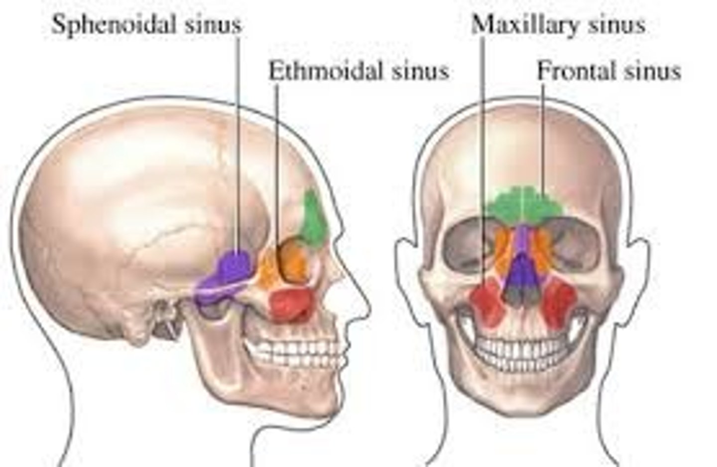<p>Frontal, Ethmoid, Sphenoid, Maxillary (largest).</p>