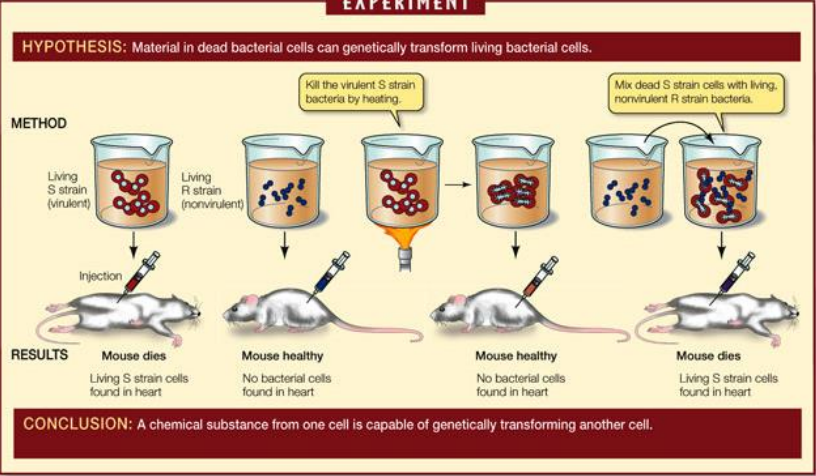 <p>explica el experimento de griffith</p>