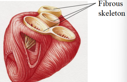 <p><span style="background-color: transparent;"><span>Barrier between the atria and ventricles that prevents an electrical impulse from passing&nbsp;</span></span></p><p><span style="background-color: transparent;"><span>Only one pathway from atria to ventricles: AV node</span></span></p>