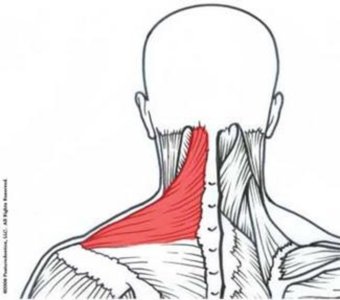 <p>-Nerve:accessory nerve (motor)</p><p>-Actions: scapula eleavtion</p><p>-origin occipital bone, nuchal ligament on upper cervical spinous processes</p><p>-insertion outer third of clavicle, acrominon process</p>