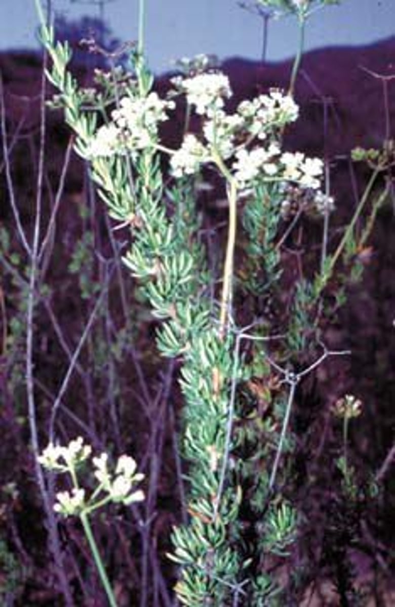 <p>Lamiaceae California buckwheat</p>