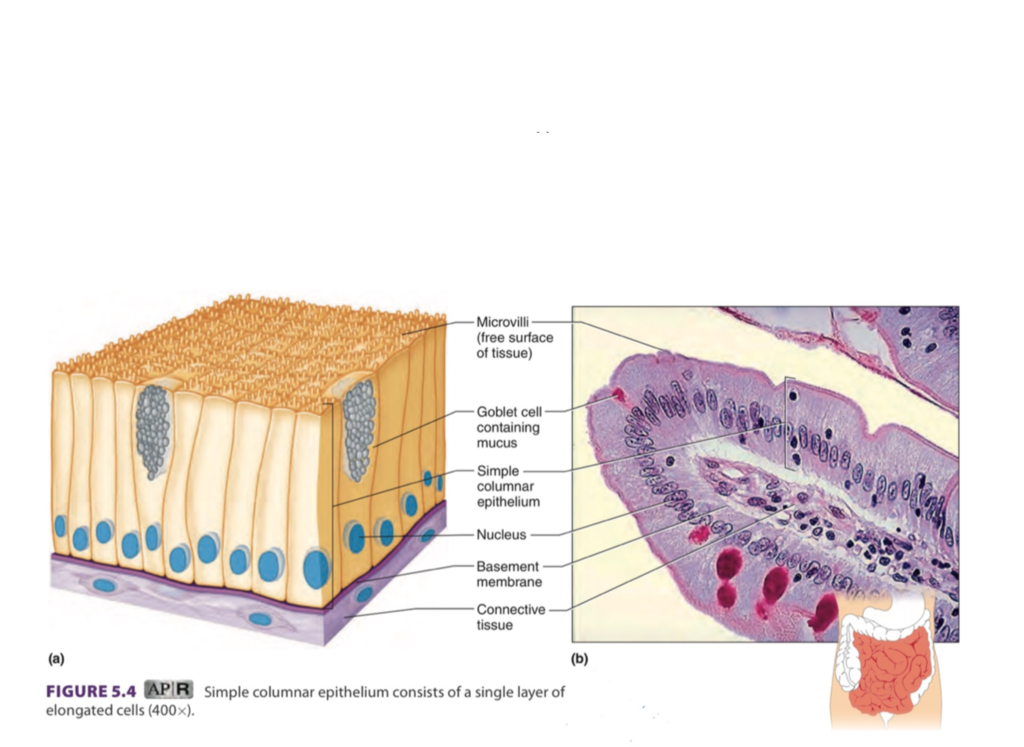 <ul><li><p>1 layer, rectangular</p></li><li><p>some have cilia <span data-name="arrow_right" data-type="emoji">➡</span> provides movement, protection</p></li><li><p>microvilli: small hair-like structures </p></li><li><p>some have goblet cells <span data-name="arrow_right" data-type="emoji">➡</span> produces mucus</p></li><li><p>found in: female reproductive tract, digestive tract</p></li></ul><p></p>