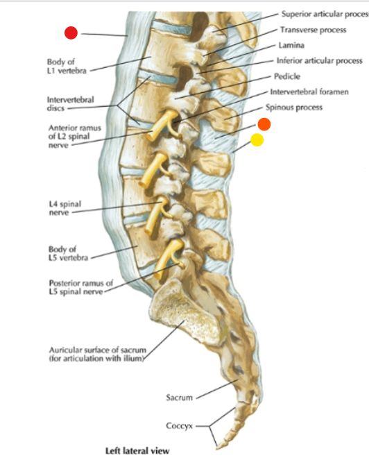 <p>What is the orange dot? </p>