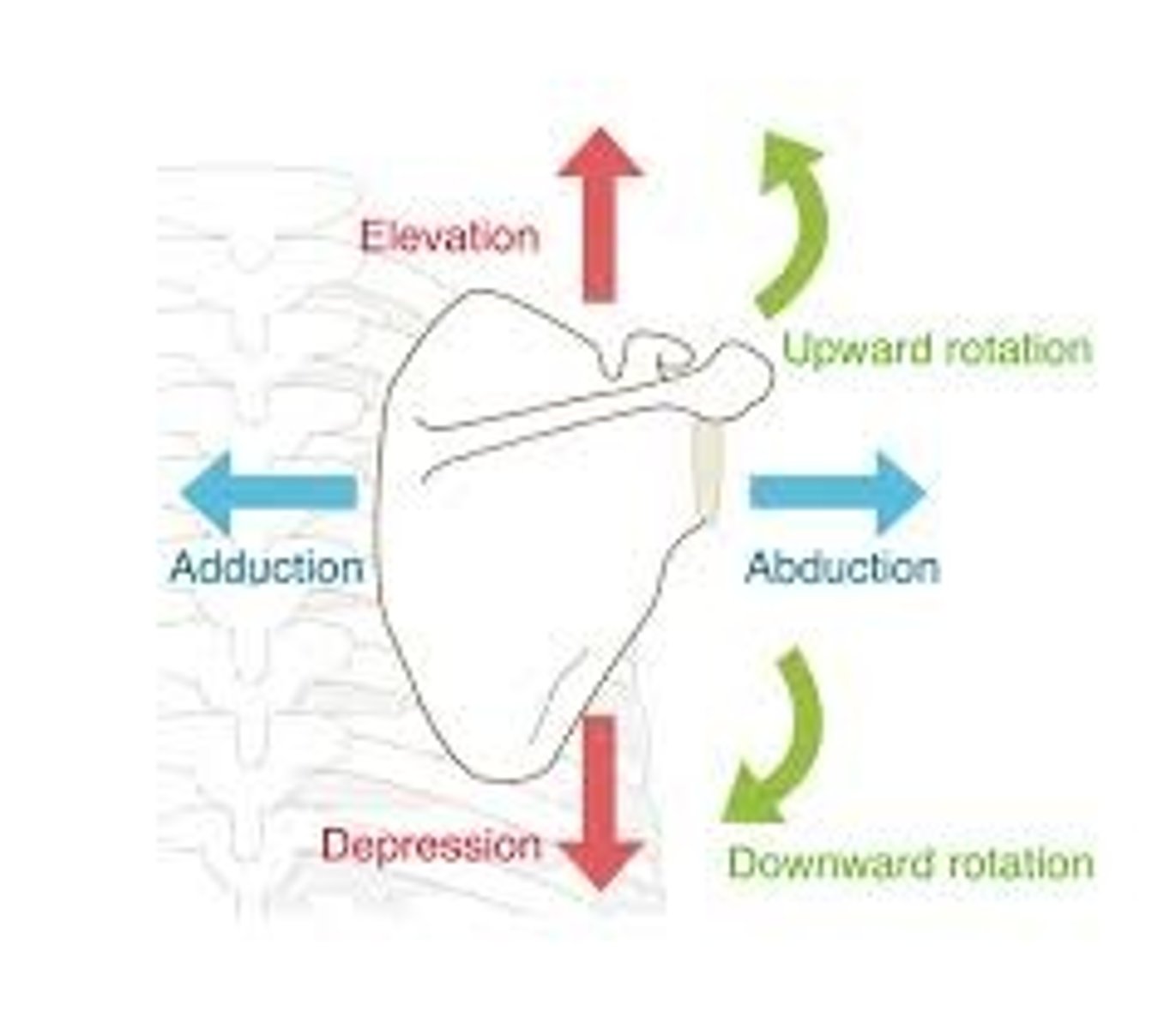 <p>Return to anatomical position.</p><p>Inferior angle moves medially</p>