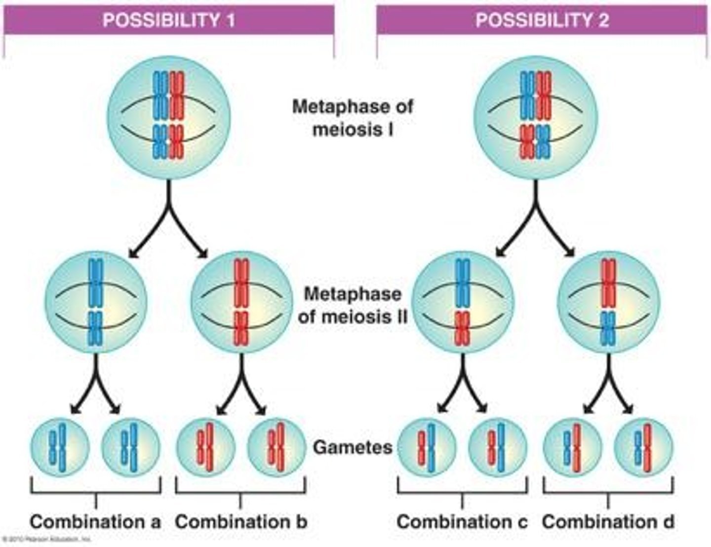 <p>Independent assortment is when homologous chromosome pairs align at the metaphase plate, allowing for different alignments each time meiosis occurs, causing the mixing of alleles in gametes.</p>