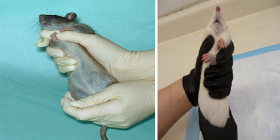 <p>Shoulder/Two-Finger Hold </p>