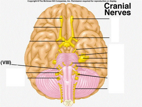 <p>cranial nerve VIII *purely sensory *carries balance information and hearing to the temporal lobe for processing</p>