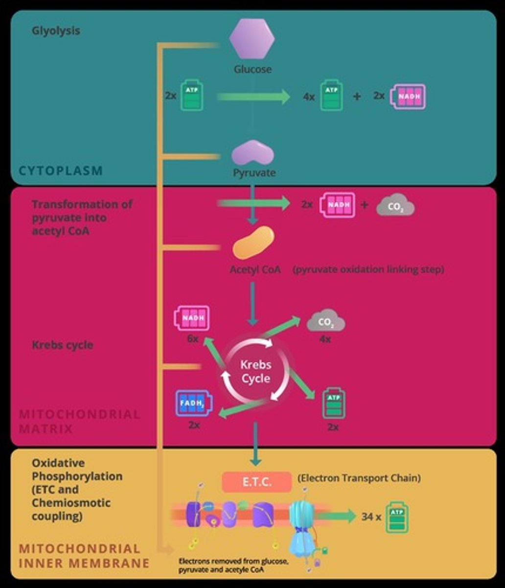 <p>Process of oxidizing glucose for ATP production.</p>