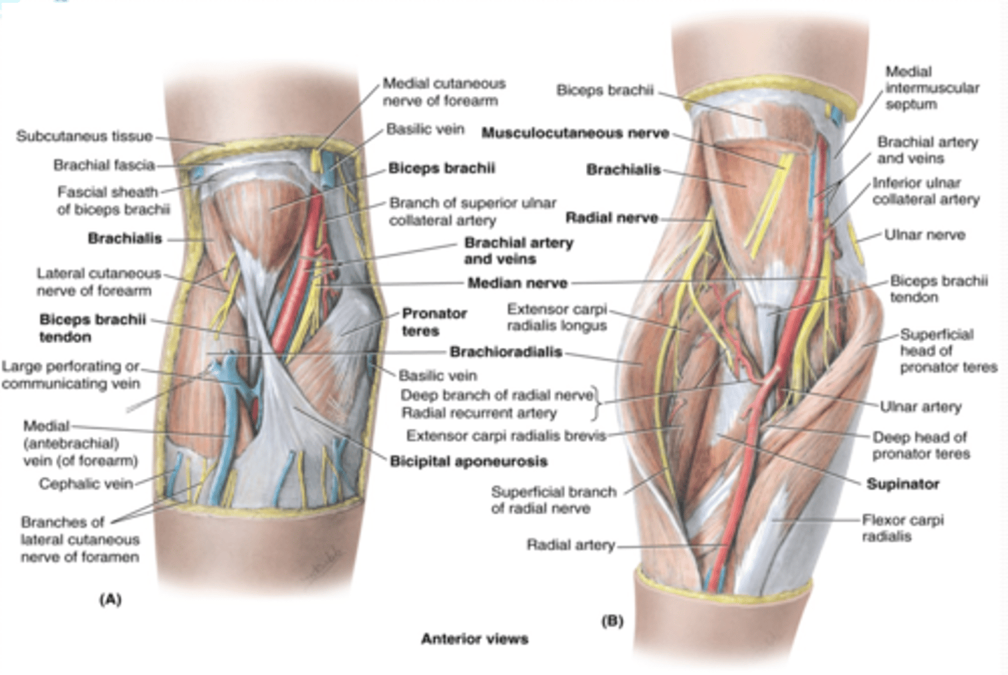 <p>-Brachial a. dividing into radial and ulnar aa.</p><p>-Deep veins accompanying the arteries</p><p>-Median nerve</p><p>-Radial nerve (deep between extensor muscles forming lateral boundary of fossa)</p><p>-Biceps brachii tendon</p><p>-Overlying the fossa is the median cubital vein</p>