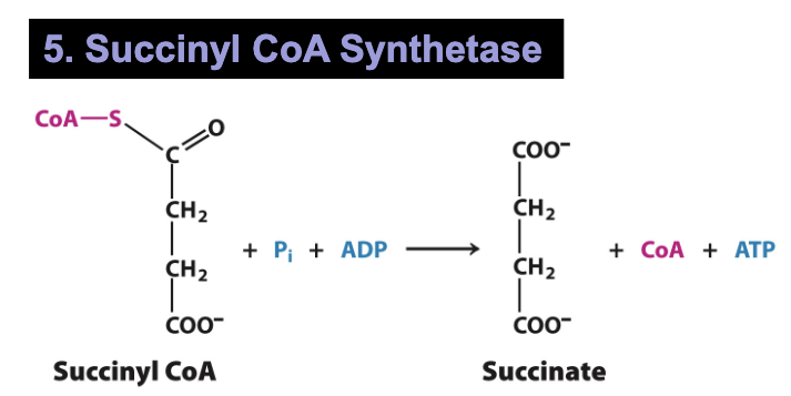 <p>5: Succinyl CoA Synthetase</p><ul><li><p>Generation of succinyl CoA in the previous reaction allows harvest of a high energy phosphate by Succinyl CoA Synthetase</p></li><li><p>Cleavage of thioester bond is coupled to the phosphorylation of ADP to yield ATP→ possible because succinyl CoA has higher phosphoryl transfer potential than ATP</p></li><li><p>Hydrolysis of thioester leads to the production of one molecule of ATP (GTP)→ GTP and ATP is interchangeable by enzyme nucleoside diphosphokinase</p></li></ul><p></p>