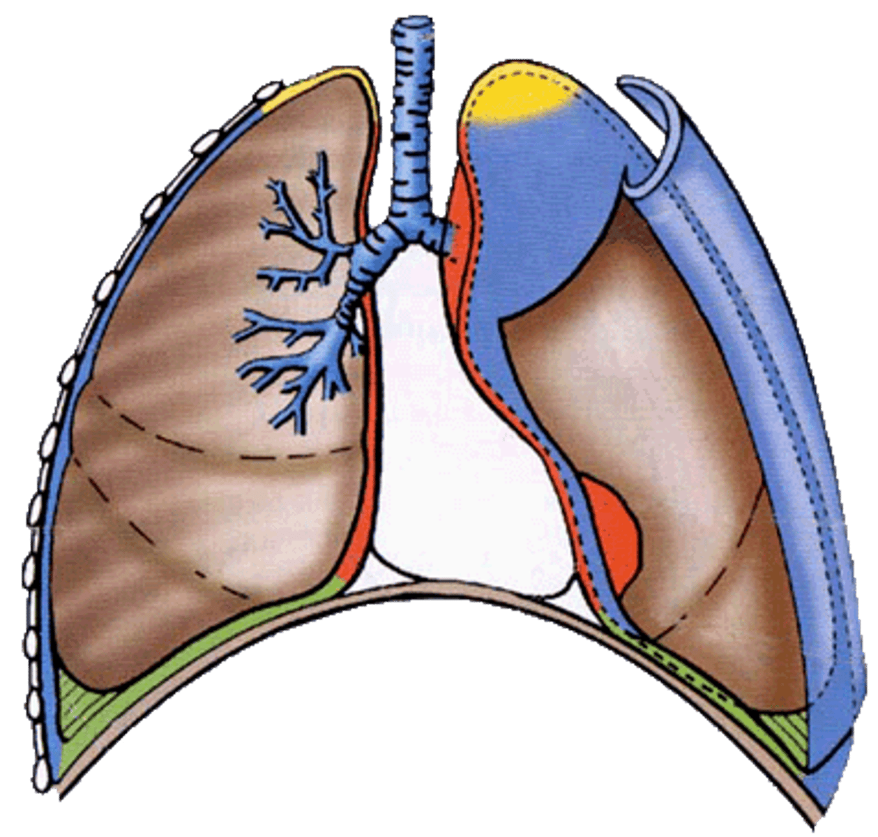 <p>-extends through the superior thoracic aperture into the root of the neck</p><p>-forms a cup-shaped pleural dome over the apex of the lung</p>