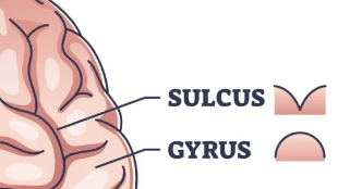 <p>gyrus - ridges of the cerebral cortex</p><p>sulcus - grooves or crevices </p>