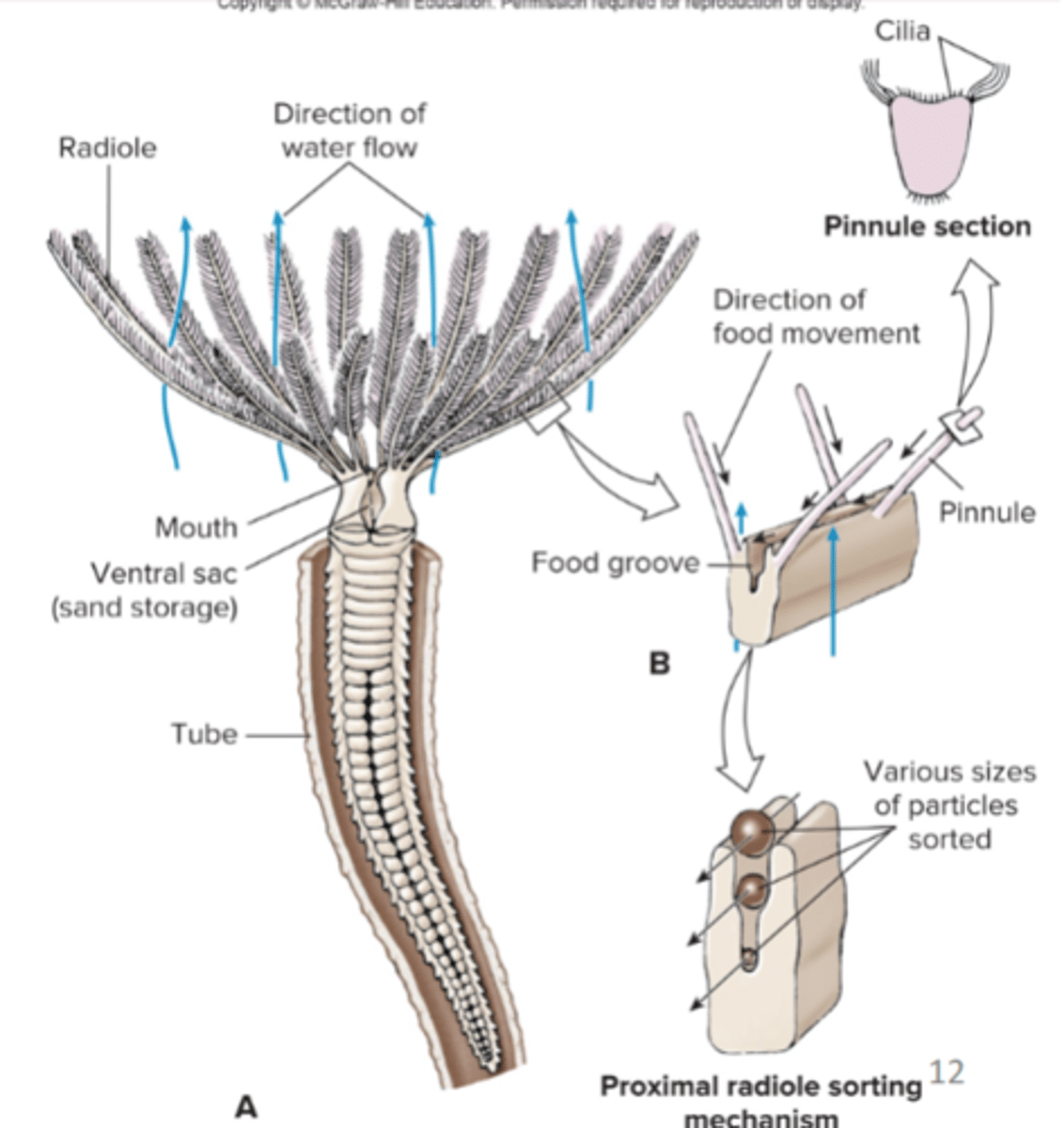 <p>tubeworms, live in parchment tube</p>