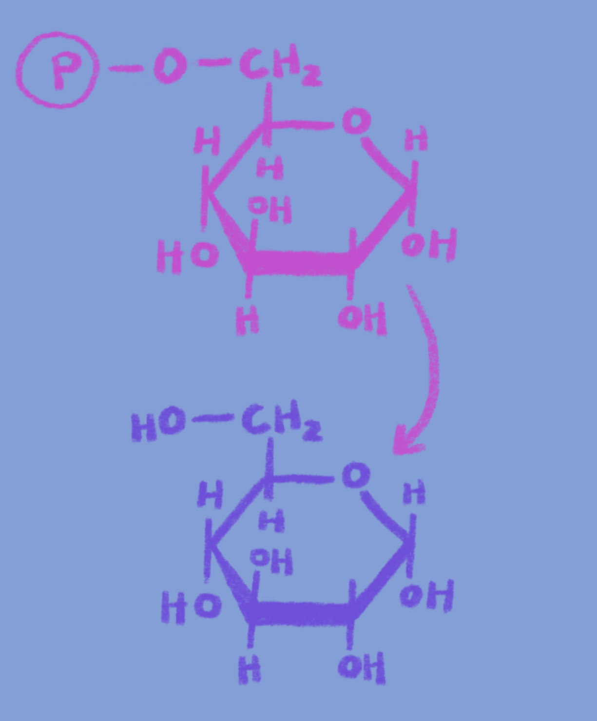 <p>Where does this step of glycogenolysis occur?</p>