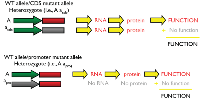 <ul><li><p>WT alleles complement in cases of haplosufficiency, phenotype is WT</p></li></ul>