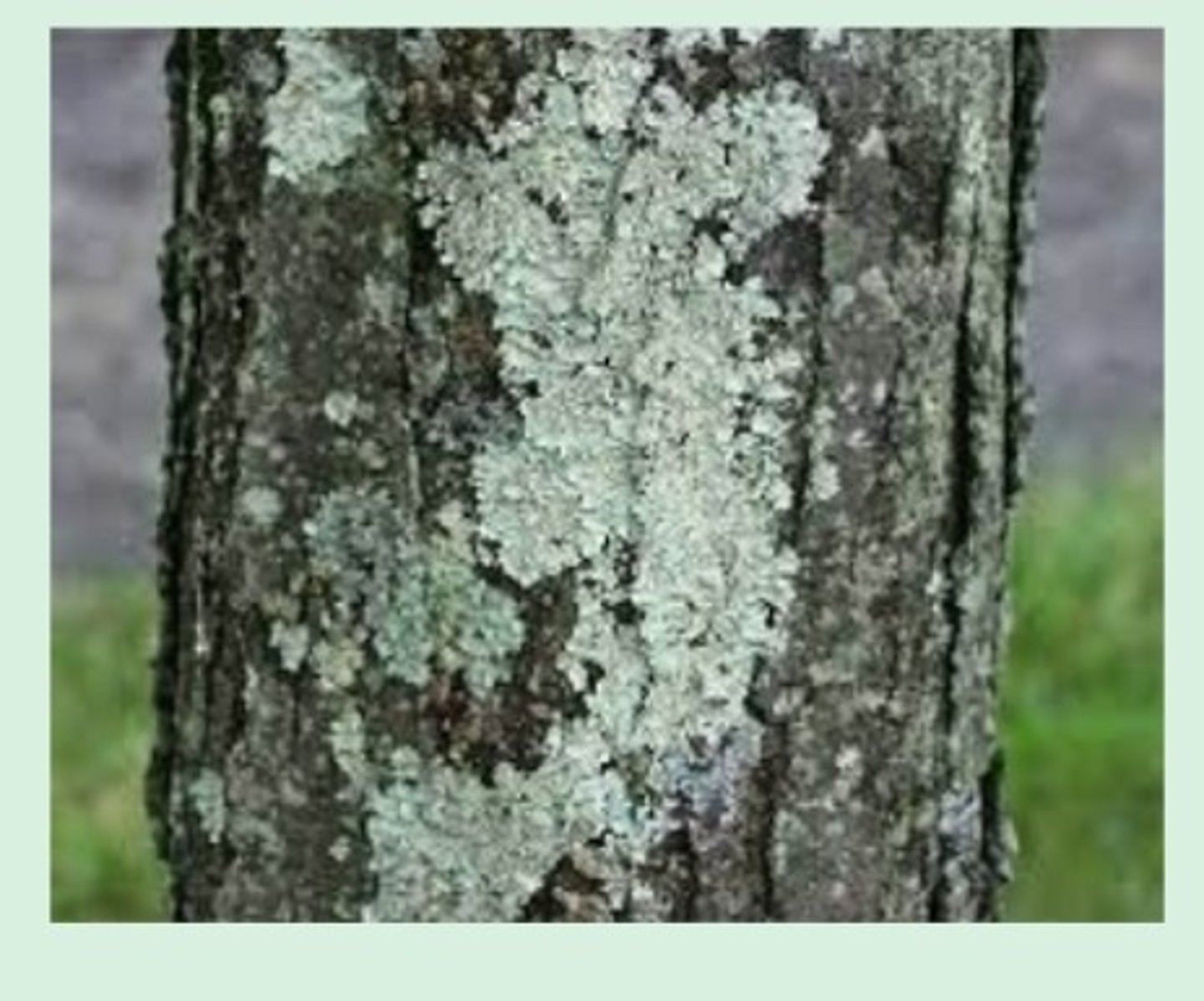 <p>Lichens - are a combination of a fungus and a single-celled algae. The fungus gives the lichen protection, and the algae gives the lichen food. It has chloroplasts and it can do photosynthesis.</p><p>Lichen is used as food by animals including reindeer</p>