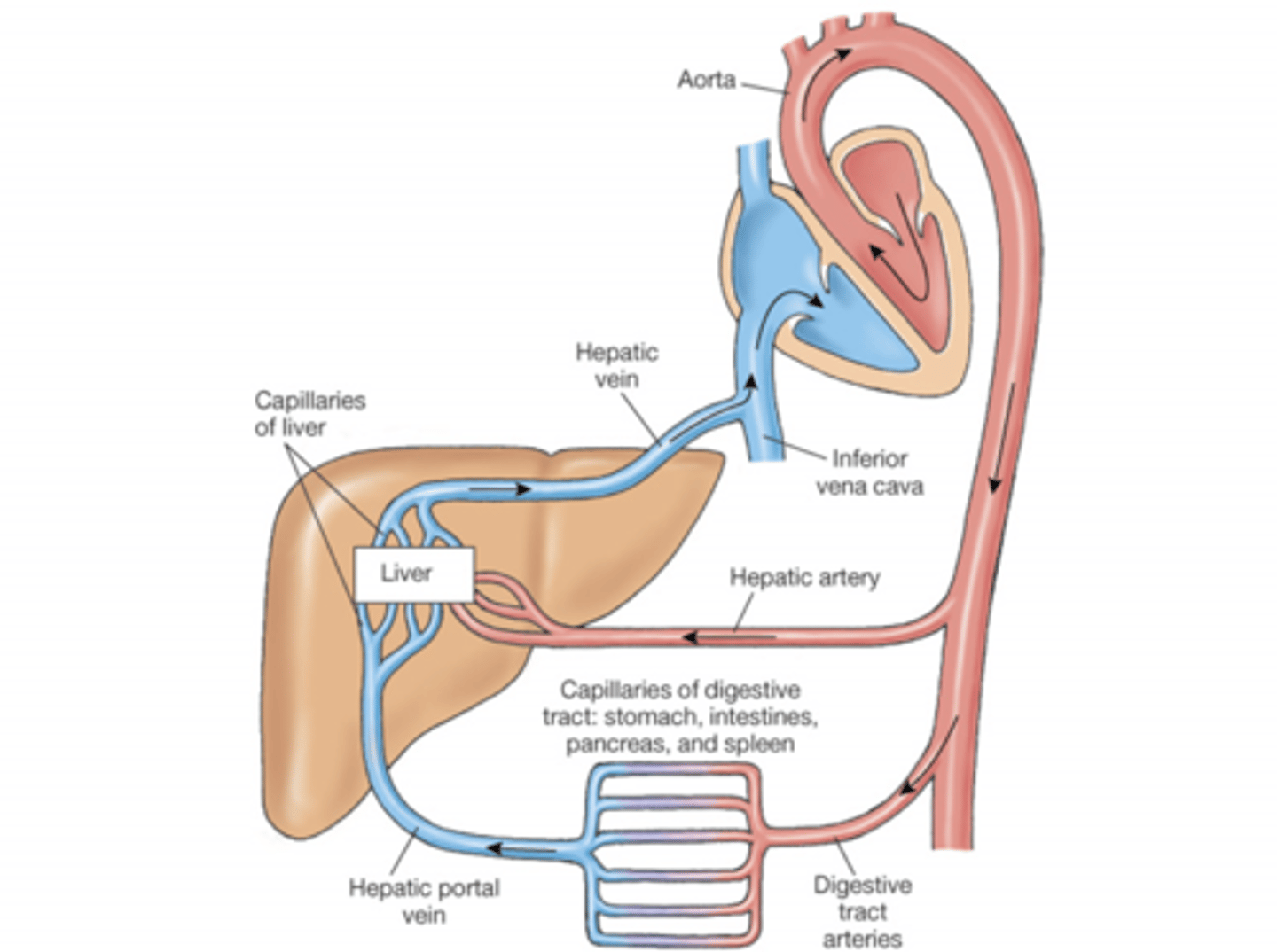 <p>Right side of the heart.</p>