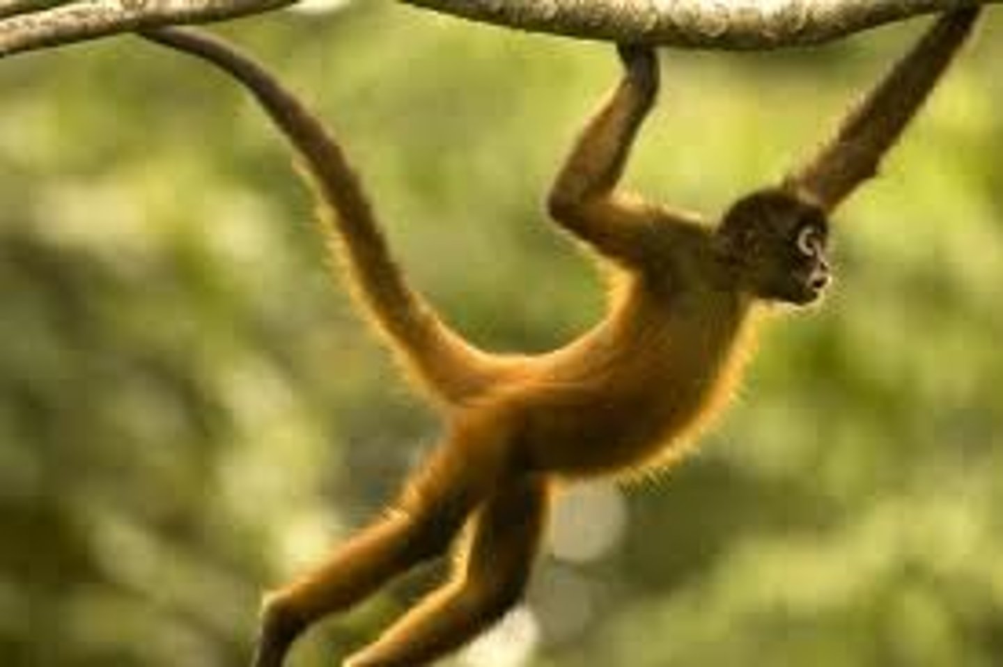 <p>animal o primate que vive en la selva</p>