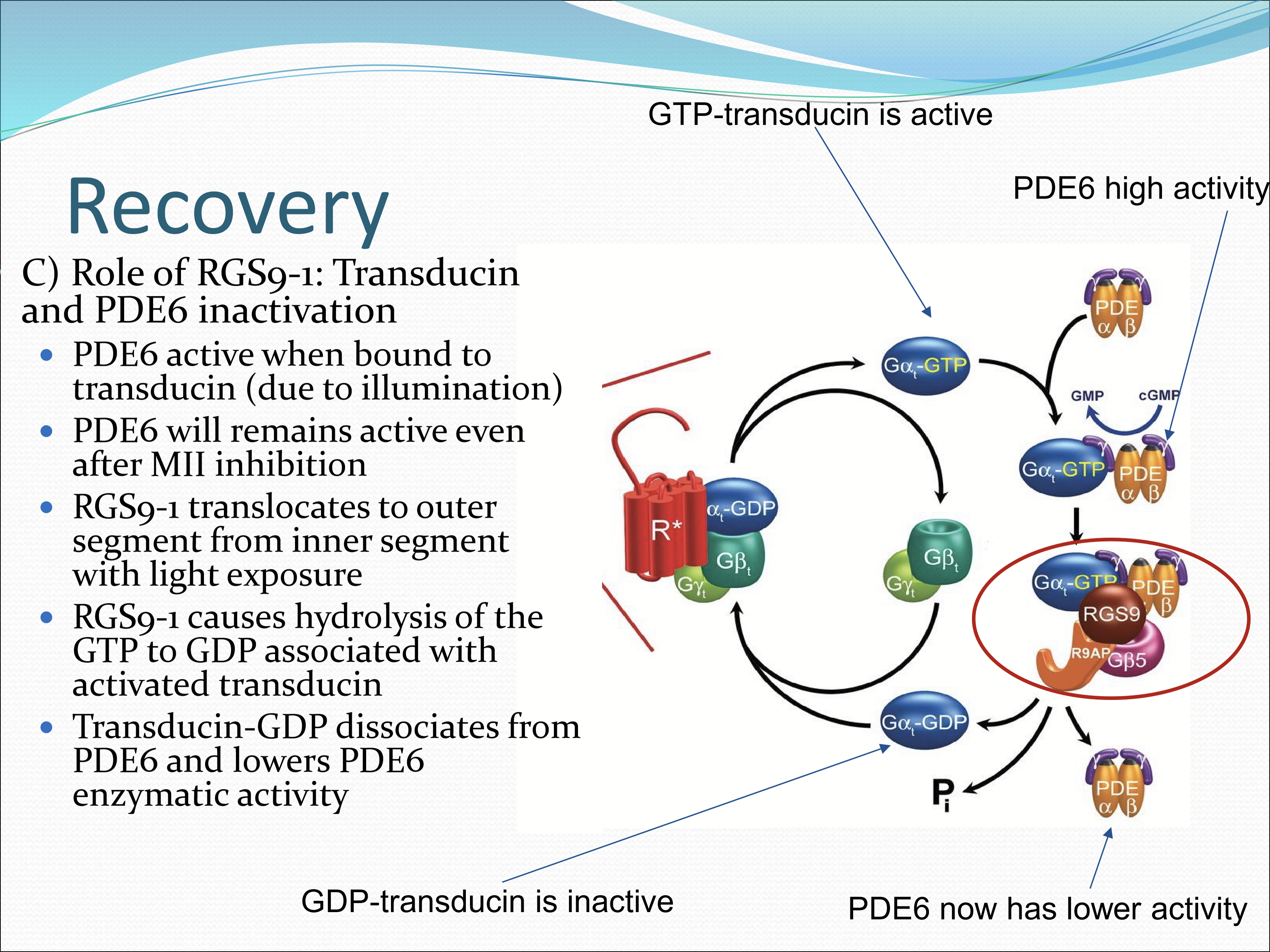 <p>Inactivates transducin and PDE6. It translates to the outer segment from the inner segment with light exposure. RGS9-1 cuases hydrolysis of the GTP to GDP associated with activated transducin. Transducin-GDP dissociates from PDE6 and lowers PDE6 enzymatic activity. </p>