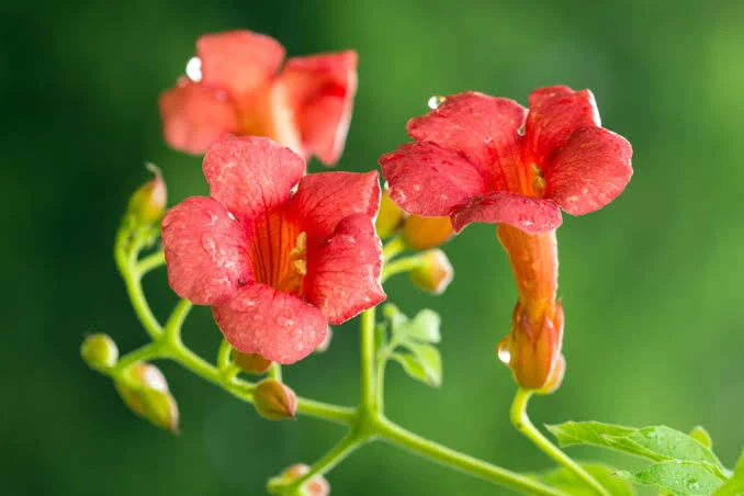 <p>Campsis radicans </p><p>self-clinging woody climber growing to 10m, with pinnate leaves and bright orange or red, trumpet-shaped flowers 8cm long, borne in clusters in late summer and autumn</p>