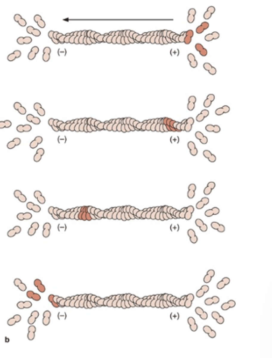 <p>What is the dynamic behavior of microfilaments?</p>