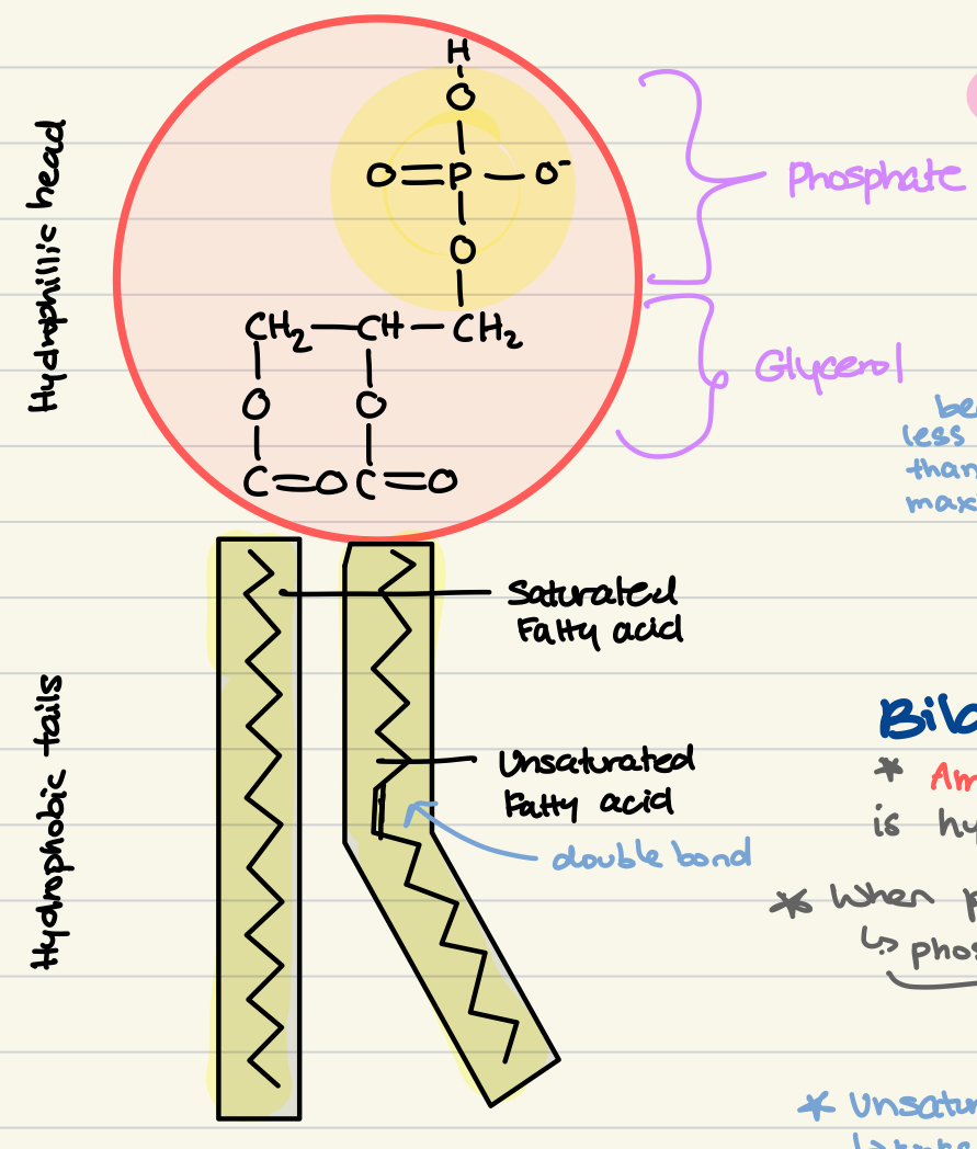 <p class="">Condensation reaction with <strong>ester bonds</strong></p><ul><li><p class=""><strong>Hydrophillic Head</strong> = 1 glycerol + 1 phosphate group</p></li><li><p class=""><strong>Hydrophobic Tails</strong> = 2 fatty acids</p><ul><li><p class=""><u>Saturated</u> → single bonds (straight)</p></li><li><p class=""><u>Unsaturated</u> → double bond</p><ul><li><p class=""><u>trans-fat</u>: straight chain</p></li><li><p class=""><u>cis-fat</u>: <strong>kinks </strong>(lower MP due to easy separation)</p></li></ul></li></ul></li></ul><p></p>