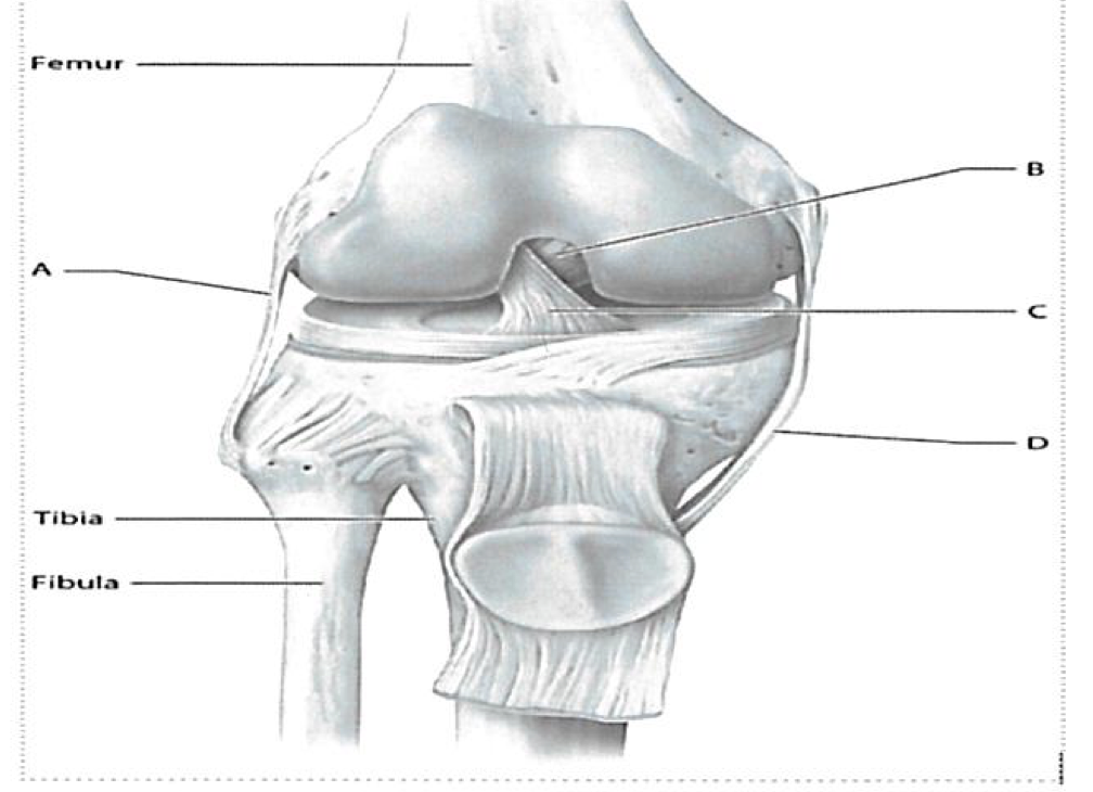 <p>Which letter in the figure above represents the fibular collateral ligament? </p>