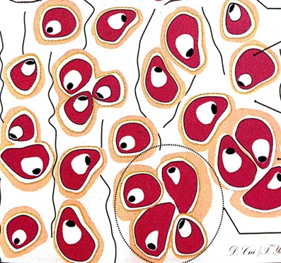 <ul><li><p>Condroblastos maduros (rodeados de matriz)</p></li><li><p>Dentro de lagunas (compartimientos)</p></li><li><p>Forma grupos isógenos por mitosis</p></li></ul>