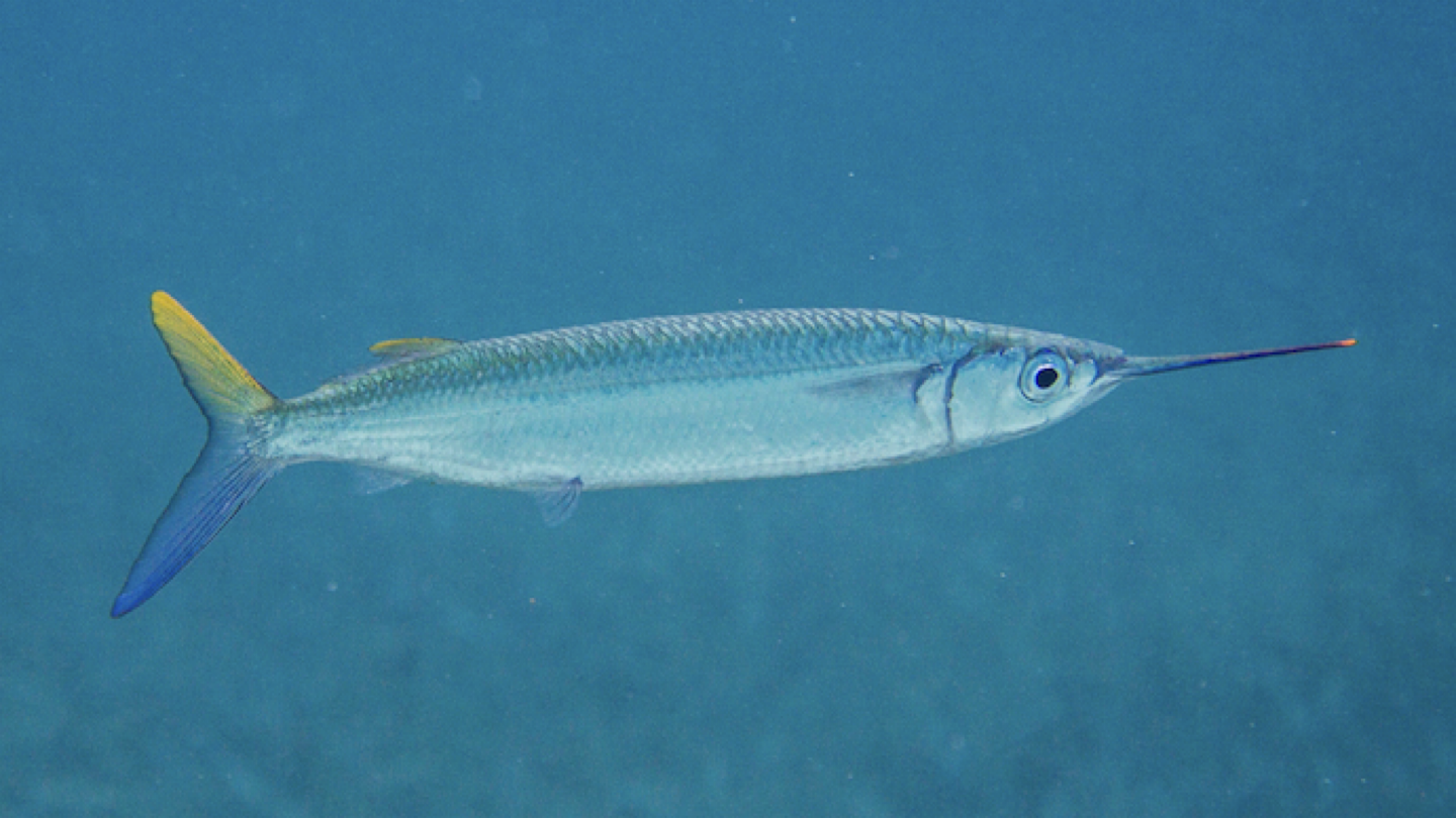 <p>WHAT FISH IS THIS</p>