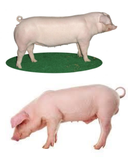 <p>Landrace </p>