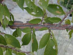 <p>what is the scientific name of winged elm</p>