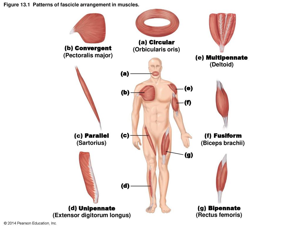 <ul><li><p><strong>Circular</strong>: fascicles in concentric rings, work as sphincters to close openings (e.g. muscles of the mouth)</p></li><li><p><strong>Convergent</strong>: origin of muscle is broad &amp; then fascicles converge toward tendon where muscle inserts to give an overall triangular or fan-shaped, fibers run full length of muscle (e.g. pectoralis major)</p></li><li><p><strong>Parallel</strong>: fascicles run parallel to the long axis of the muscle &amp; fibers run full length of muscle, muscles can be either fusiform with expanded belly (e.g. biceps brachii) or strap-like (e.g. sartoris)</p></li><li><p><strong>Pennate</strong>: fascicles are short &amp; attach obliquely to a tendon that runs the whole length of the whole muscle; making muscle look like a feather (L. <em>penna</em> = feather) (e.g. extensor digitorum longus)</p></li><li><p><strong>Unipennate</strong>: if fascicles insert only on ONE SIDE of tendon (L. <em>uni</em> = one) (e.g. rectus femoris)</p></li><li><p><strong>Bipennate</strong>: fascicles insert on BOTH sides of tendon (L. <em>bi</em> = two, double) (e.g. rectus femoris)</p></li><li><p><strong>Multipennate</strong>: many feather-like arrangements all inserting on a single tendon (L. <em>multi</em> = many) (e.g. deltoid, origin: lateral third of clavicle, acromion &amp; spine of scapula)</p></li></ul>