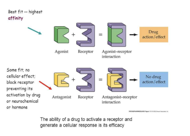 <p>A drug with high affinity that has negative intrinsic activity, producing effects opposite to an agonist in the absence of the agonist.</p>