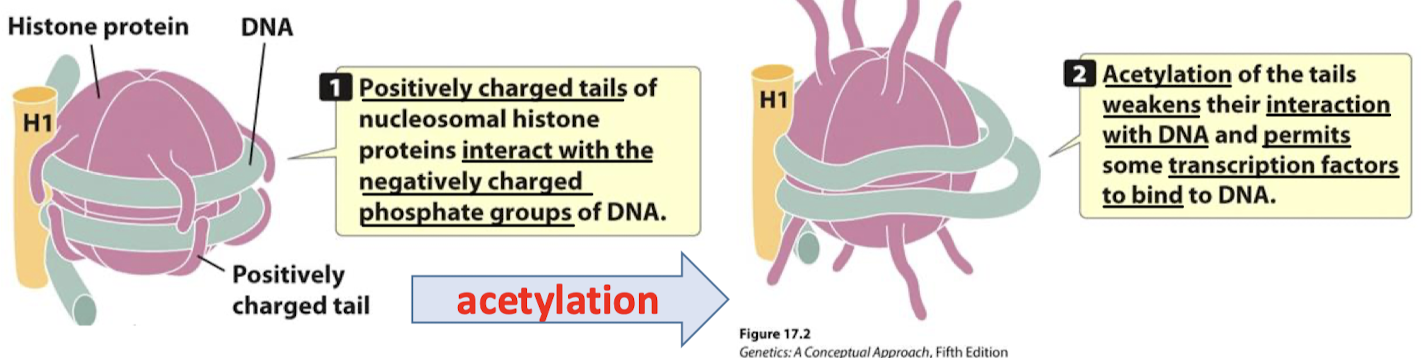 <p>Positively charged tails of nucleosomal histone proteins interact with the negatively charged phosphate groups of DNA. Acetylation of the tails weakens their interaction with DNA (DNA affinity for histones decreases) and permits some transcription factors to bind to DNA (loosening allows/exposes other regions of the DNA to the other factors).</p>
