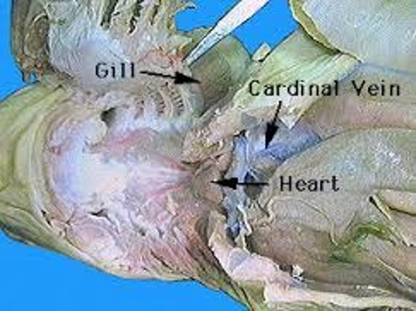 <p>heart: circulates blood</p>