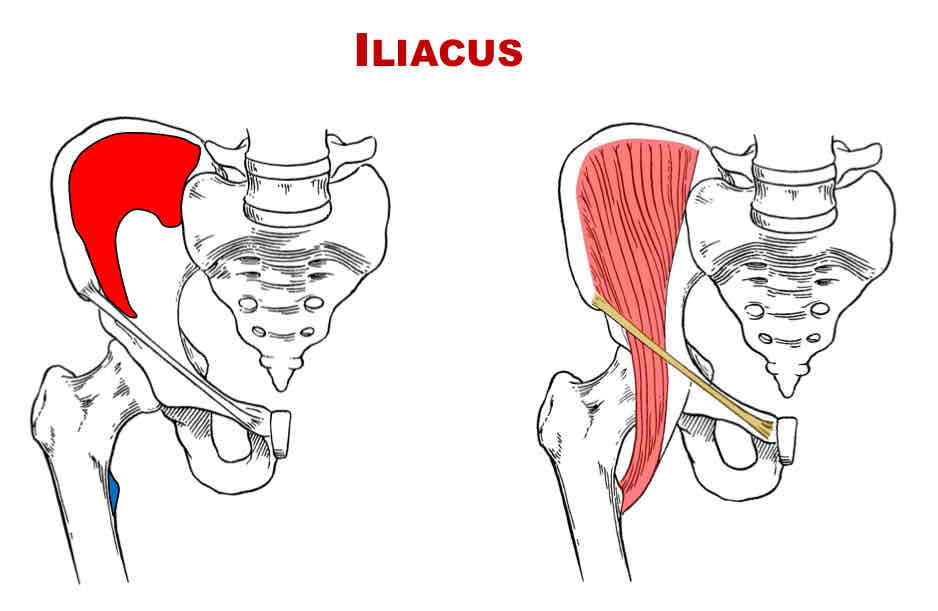 <p>Nerve Supply of Iliacus</p>