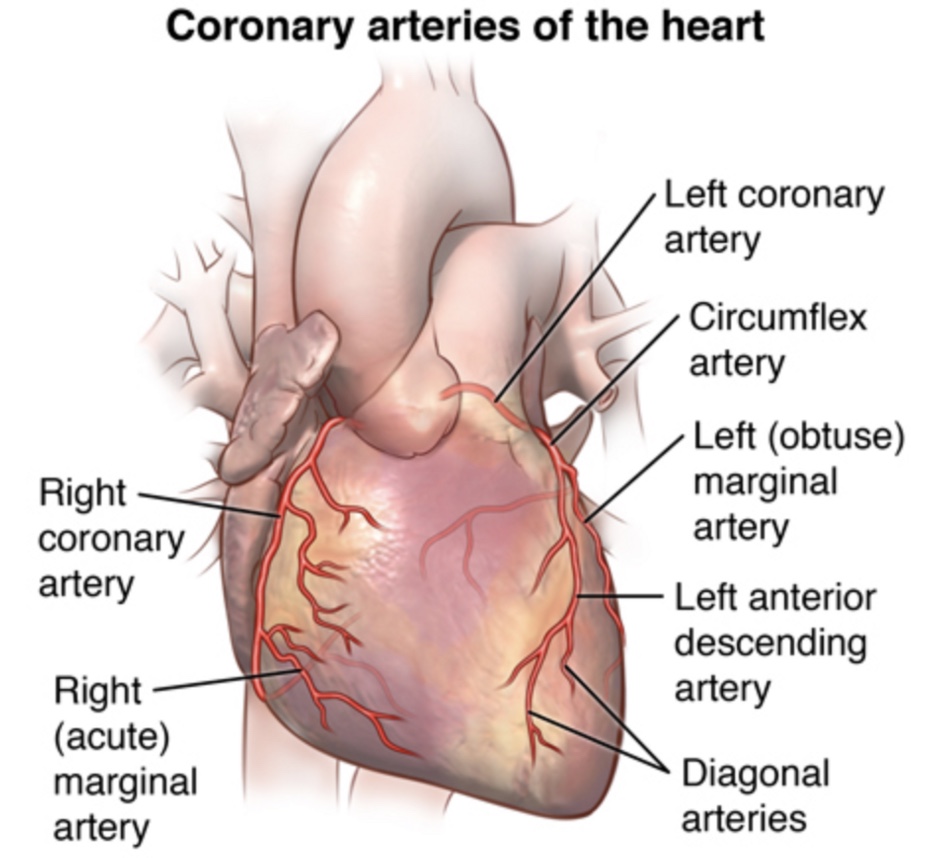 <ul><li><p>Left main coronary artery (LMCA) supplies blood to the left side of the heart</p><ul><li><p>Left anterior descending artery (LAD) supplies blood to the anterior left side of the heart</p></li><li><p>Circumflex artery (Cx) supplies blood to the posterior and outer side of the heart</p></li></ul></li><li><p>Right coronary artery (RCA) supplies blood to the right side of the heart and SA and AV nodes</p><ul><li><p>Right posterior descending artery (RPD) supplies blood to inferior aspect of the heart</p></li><li><p>Right marginal artery (RMA) - supplies blood to lateral right ventricle</p></li></ul></li><li><p>RCA and LAD together supply the septum of the heart</p></li></ul>
