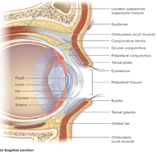 <p>What is the cornea?</p>