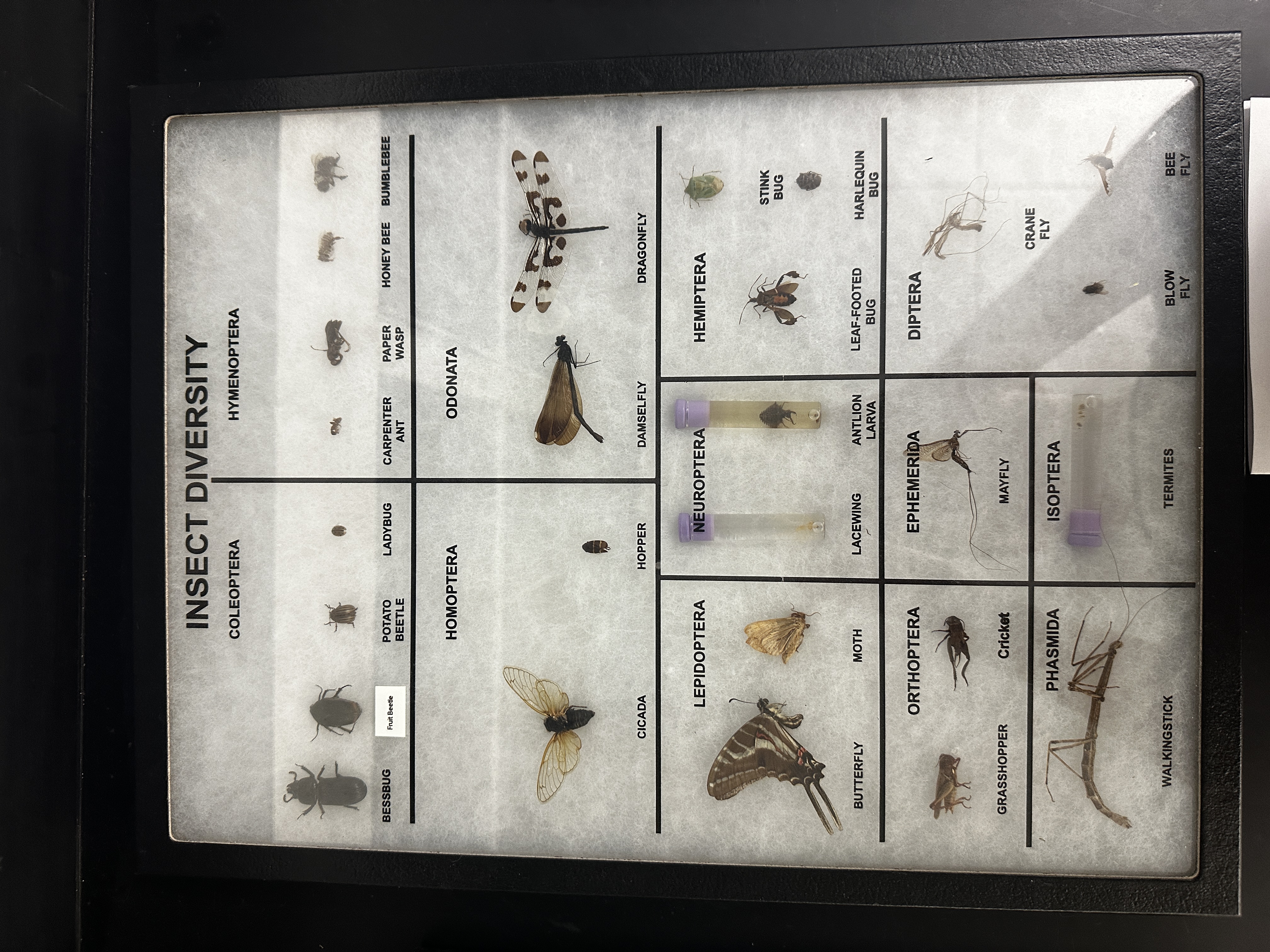 <p>Identify (Grouping(s), Phylum, Subphylum)</p>