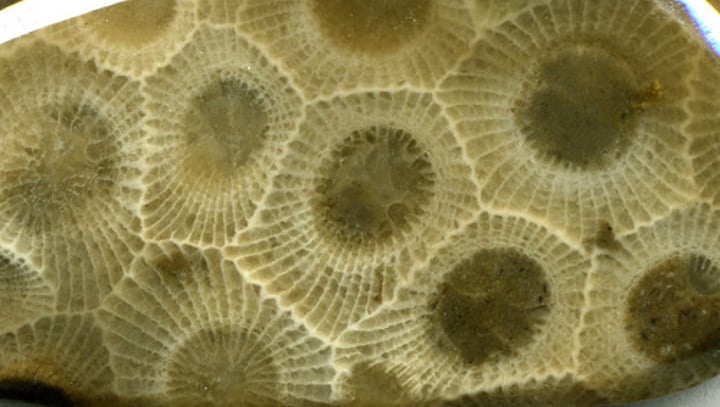 <p>a genus of colonial rugose coral. Fossils are found in rock formations dating to the Devonian period, about 350 million years ago</p>