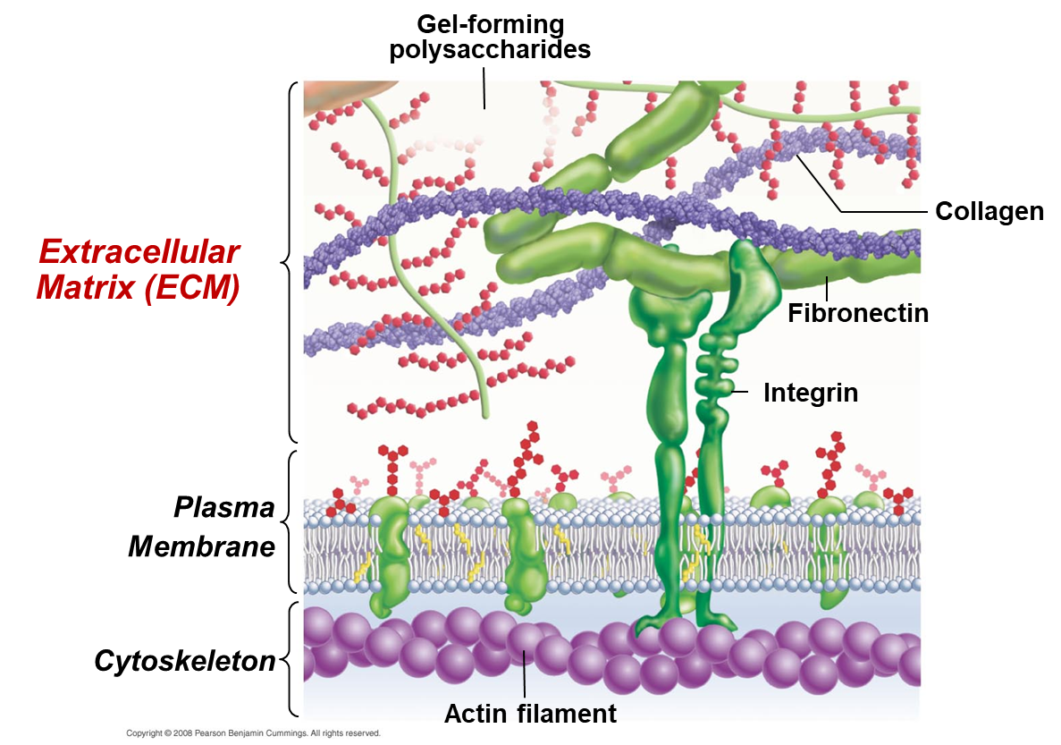 <p>What is the structure and functions and the extracellular matrix?</p>