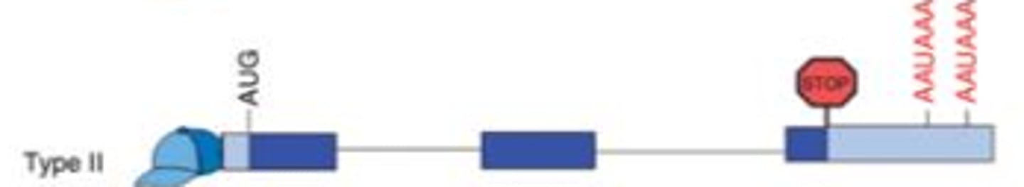 <p>This is mainly used when a gene is expressed in different cell types - one will use one of the poly-A sites and the other cell type will use the other site. These sites can result in different mRNA stabilities based on the sequences present in between the two poly-A sites. This can have big effects on how long the mRNA lasts within the cell and thus how much of the protein is made from that mRNA.</p>