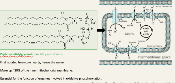 <ul><li><p>contains three glycerol molecules, one in each of the phosphotidylglycerol units and another one linking the units together</p></li></ul><ul><li><p>First isolated form cow hearts, hence the name</p></li><li><p>Makes up ~20% of the inner mitochondrial membrane</p></li><li><p>Essential for the function of enzymes involved in oxidative phosphorylation</p></li></ul><p></p>