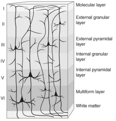 <ul><li><p>Layer III: large pyramidal cells&nbsp;</p></li><li><p>layer V: Betz cells&nbsp;</p></li></ul><p></p>