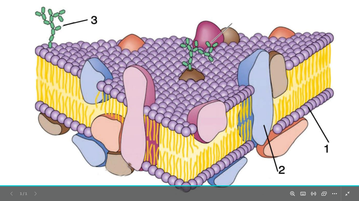 <p>identify 1 2 3 </p>