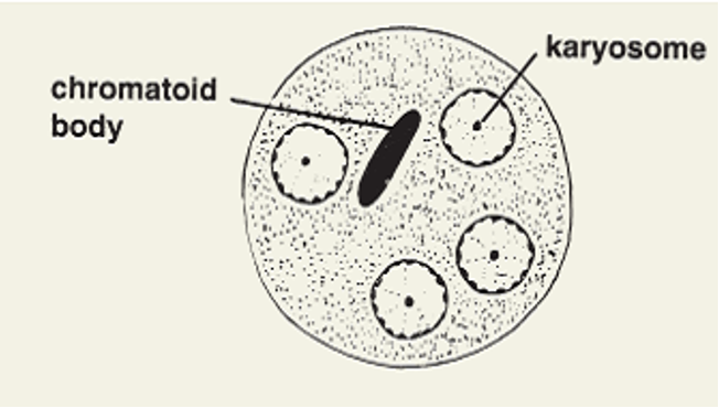 <ul><li><p>first animal</p></li><li><p>eukaryote</p></li><li><p>no cell wall</p></li><li><p>single celled</p></li><li><p>cell membrane made of contracile fibers enabling movement in most</p></li><li><p>has nucleus, Chromatid body (extra DNA), Kinetoplast (nonnuclear DNA present in addition to host), karysome (DNA containing body close to or within nucleus), cytoplasm has 2 layers: Ectoplasm (outside layer, clear ring, aids locomotion, engulfment, respiration, excretion, and protection) and endoplasm (inside layer surrounding organelles).</p></li><li><p>Can reproduce sexually (rare) or asexually</p></li></ul><p><span>-</span><span style="font-size: 7pt; font-family: &quot;Times New Roman&quot;">&nbsp;&nbsp;&nbsp;&nbsp;&nbsp;&nbsp; </span><span><strong>Binary fission</strong></span></p><p class="MsoListParagraphCxSpMiddle"><span><u>Division</u> of <u>nucleus</u> followed by <u>cytoplasm</u>.</span></p><p class="MsoListParagraphCxSpMiddle"><span><u>Longitudinally</u> (Flagellates)</span></p><p class="MsoListParagraphCxSpMiddle"><span><u>Transversally</u> (Ciliates)</span></p><p class="MsoListParagraphCxSpMiddle"><span><u>Any plane</u> (Amoebas)</span></p><p class="MsoListParagraphCxSpMiddle"><span>-</span><span style="font-size: 7pt; font-family: &quot;Times New Roman&quot;">&nbsp;&nbsp;&nbsp;&nbsp;&nbsp;&nbsp; </span><span><strong>Multiple fission (schizogony)</strong></span></p><p class="MsoListParagraphCxSpMiddle"><span><u>Nucleus</u> undergoes <u>multiple divisions</u> </span></p><p class="MsoListParagraphCxSpMiddle"><span>-</span><span style="font-size: 7pt; font-family: &quot;Times New Roman&quot;">&nbsp;&nbsp;&nbsp;&nbsp;&nbsp;&nbsp; </span><span><strong>Endodyogeny</strong></span></p><p class="MsoListParagraphCxSpMiddle"><span>Internal <u>budding</u> of <u>daughter cells</u> </span></p><p class="MsoListParagraphCxSpMiddle"><span>-</span><span style="font-size: 7pt; font-family: &quot;Times New Roman&quot;">&nbsp;&nbsp;&nbsp;&nbsp;&nbsp;&nbsp; </span><span><u>Asexual reproduction </u>occurs in <u>trophozoite stage</u>.</span></p><p class="MsoListParagraphCxSpLast"><span>-</span><span style="font-size: 7pt; font-family: &quot;Times New Roman&quot;">&nbsp;&nbsp;&nbsp;&nbsp;&nbsp;&nbsp; </span><span><strong>Sexual reproduction is rare</strong>: <strong><u>C</u>onjugation</strong>: Reciprocal <u>exchange</u> of <u>nuclear material</u>. Only in <strong><u>C</u></strong>iliates (<em>B. coli</em>). <strong>Gametogony or syngamy</strong>: Gametes are <u>produced</u> and <u>fertilization</u> results in a <u>zygote</u>. Occurs in <strong><u>s</u></strong><u>porozoans</u> and gives rise to <strong><u>s</u></strong><u>porozoites by </u><strong><u>s</u></strong><u>porogony </u>(Plasmodium). Exception: <em>Cryptosporidium</em>- Undergoes <u>both asexual and sexual reproduction</u> in humans.</span></p><ul><li><p class="MsoListParagraphCxSpLast">two stages: Trophozite stage- active metabolic stage, actively growing, reproducing, and dividing. Cyst stage- dormant environmental stage, endures unfavorable conditions and has a resistant cyst coat.</p></li><li><p class="MsoListParagraphCxSpLast">most infections are intracellular few are extracellular</p></li></ul><p></p>