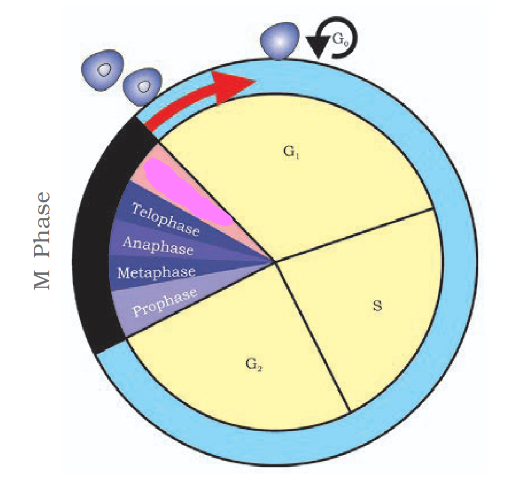 <p>What is the censored part termed?</p>