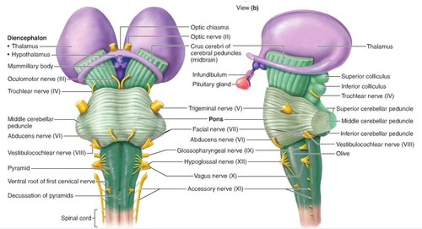 <p>Cerebral Peduncles</p><p>Brain Stem (midbrain, pons medulla oblongata)</p><p>Superior and Inferior colliculi</p><p>Olive</p><p>Pyramids</p>