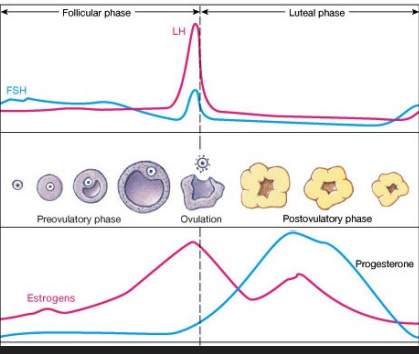 <p> Remaining follicle cells become the corpus luteum . </p><p> Corpus luteum secretes progesterone and a small level of estrogen. </p><p>• Promotes maintenance of the endometrium</p><p>  As progesterone and estrogen build, they inhibit the release of FSH and LH from the pituitary</p>